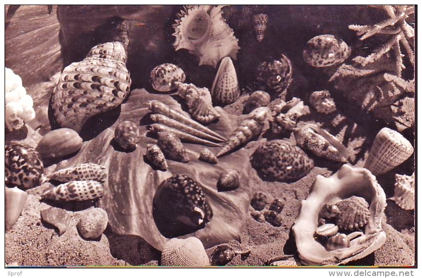 Conchiglie Shell Su Cartolina  Di  Polinesia Francese - Coquillages