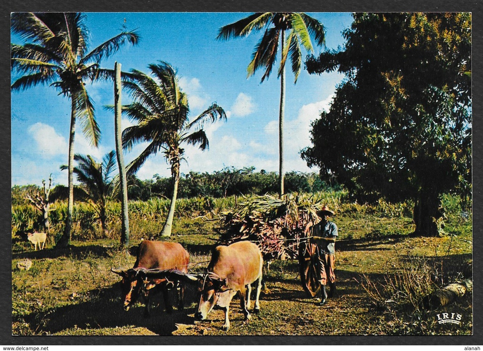 Charrette De Canne à Sucre (Hachette Iris) Guadeloupe - Autres & Non Classés