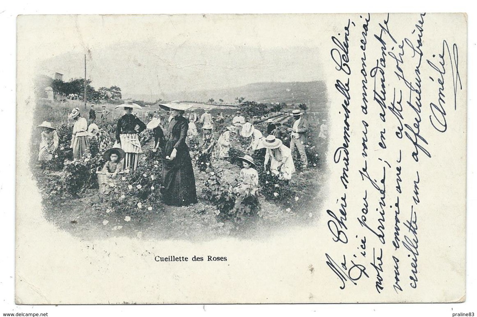 CPA Précurseur - CUEILLETTES DES ROSES - Circulé 1901 - Edit. S. A., Robaudy à Cannes 06 - Landwirtschaftl. Anbau