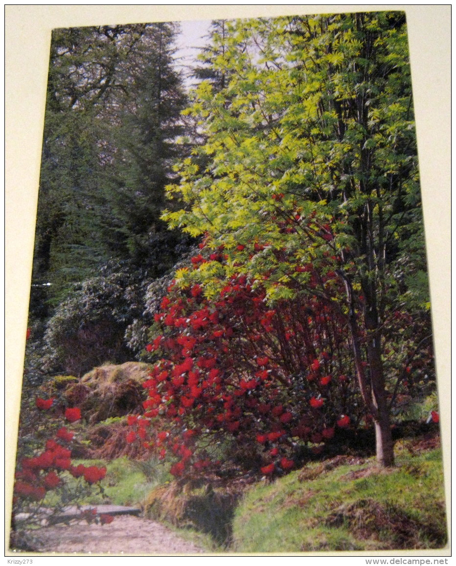 Scotland Younger Botanic Garden Benmore Argyll Beric Tempest - Posted 2008 - Argyllshire