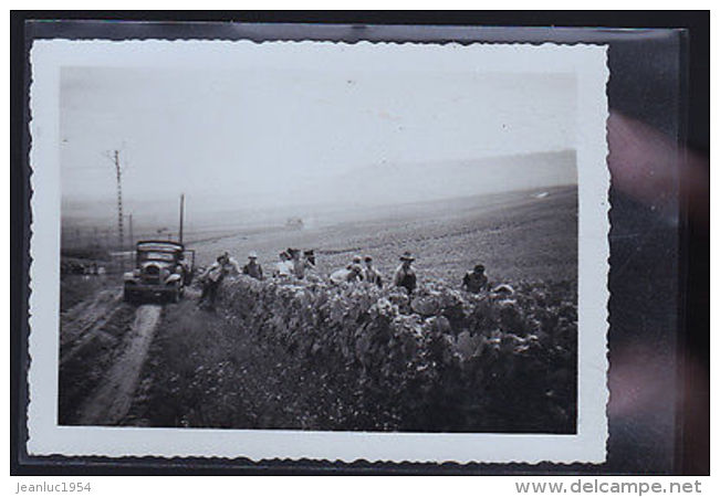 VENDANGES A SITUER 1940 PHOTO - Autres & Non Classés