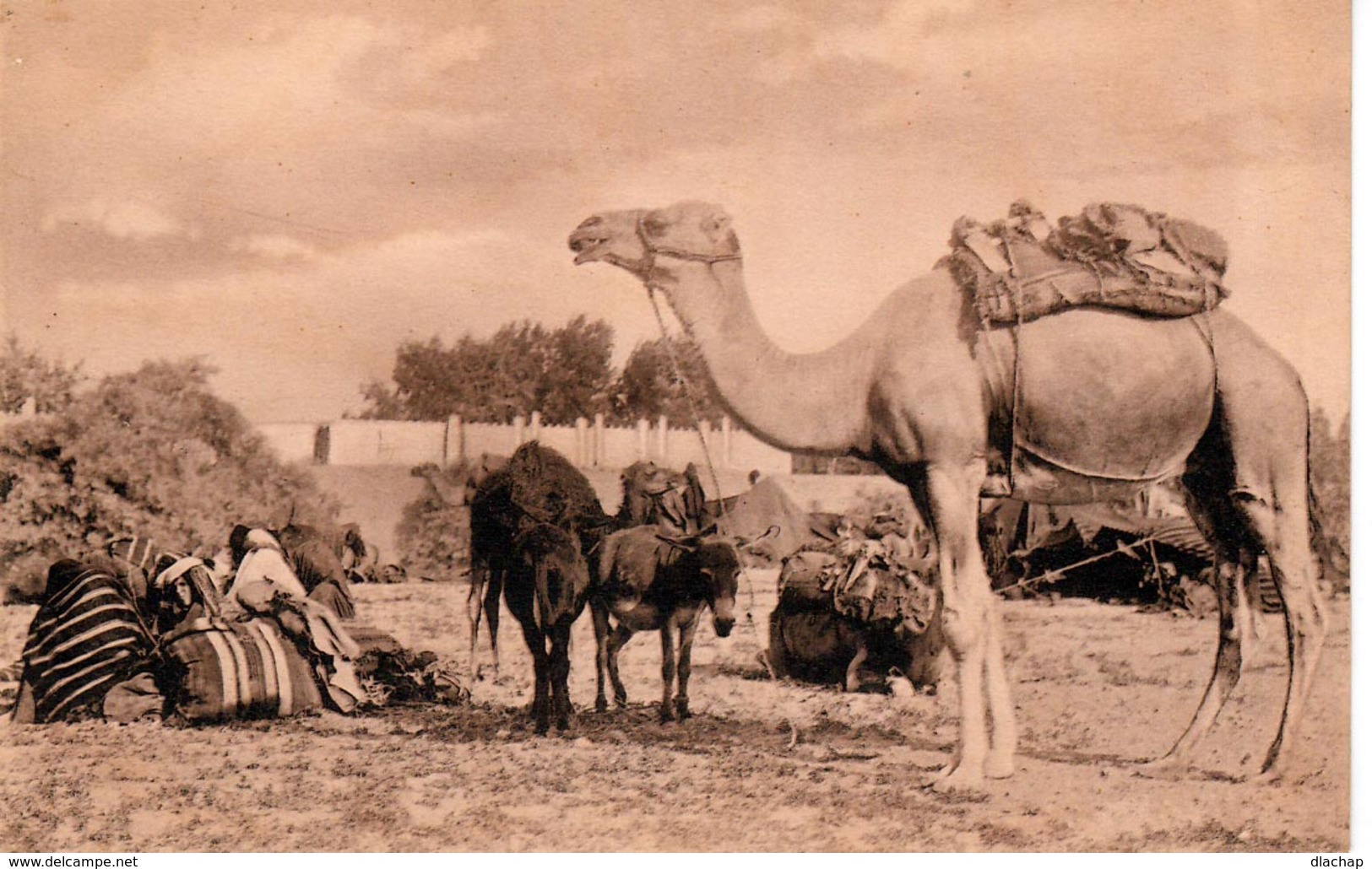 Tunisie: Campement De Bédouines - Afrique