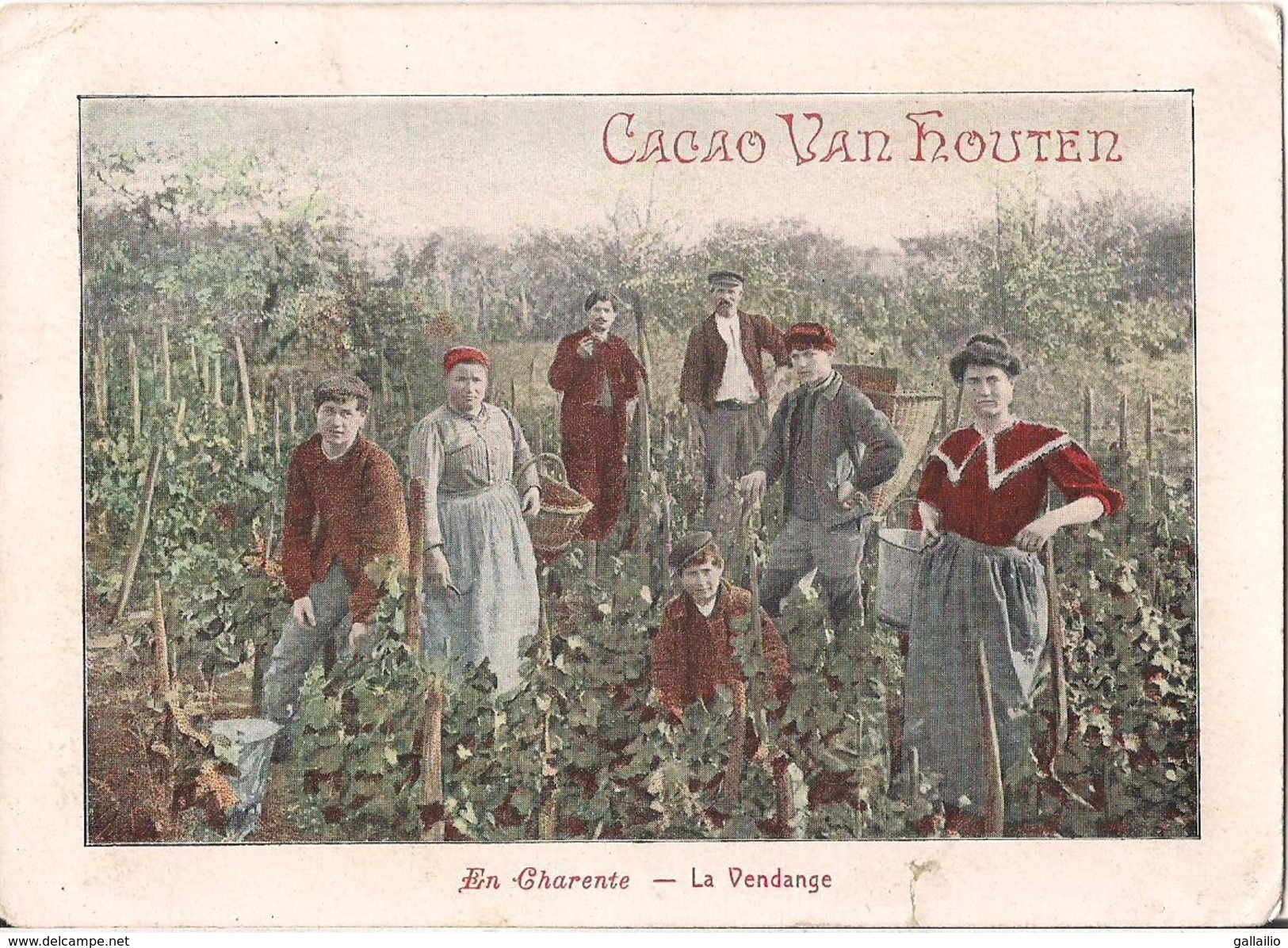 CHROMO GRAND FORMAT CACAO VAN HOUTEN  EN CHARENTE LA VENDANGE - Van Houten