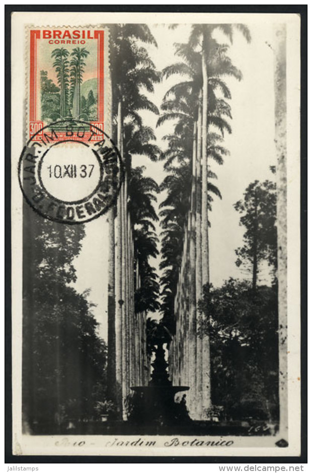 RIO: Palm Trees, Botanical Garden, Maximum Card Of DE/1912, VF Quality - Maximumkarten