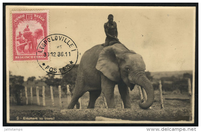 ANIMALS: Elephan At Work, Maximum Card Of DE/1936, VF Quality - Andere & Zonder Classificatie