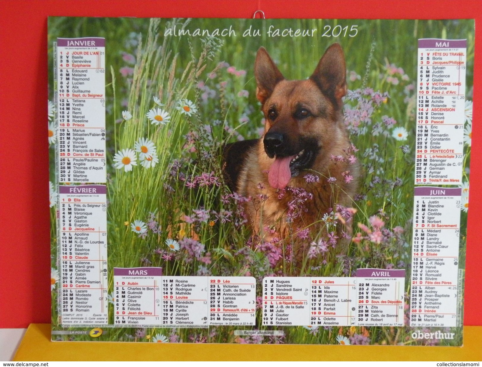 Calendrier Oberthur > Berger Allemand, Golden Retriever - Almanach Facteur 2015 Comme Neuf - Grand Format : 2001-...