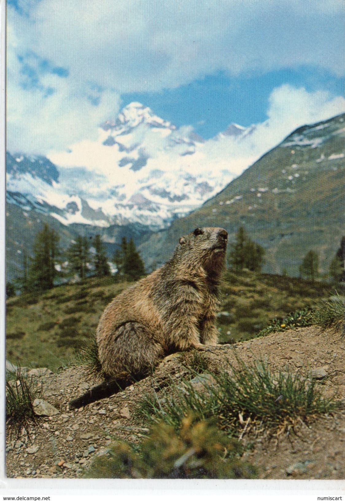 Animaux.. Marmotte Alpine Hoary Marmot Marmotta Delle Alpi - Autres & Non Classés