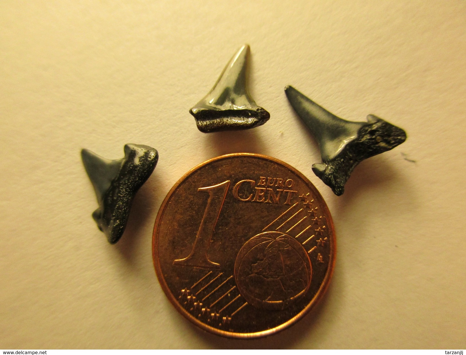 3 Petites Dents De Requin Fossile Océan Pacifique Shark's Tooth Pacific - Fossils