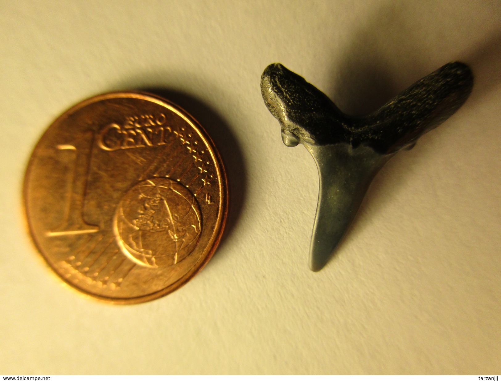 Dent De Requin Fossile Océan Pacifique Polynésie Française Shark's Tooth - Fossilien