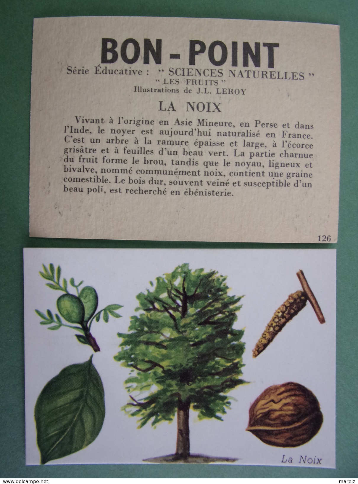 Chromo - Image : BON POINT - FRUIT : La NOIX - Arbre, Feuille, Fleurs - Bon-point Ecole Pour écoliers Sages - Sonstige & Ohne Zuordnung