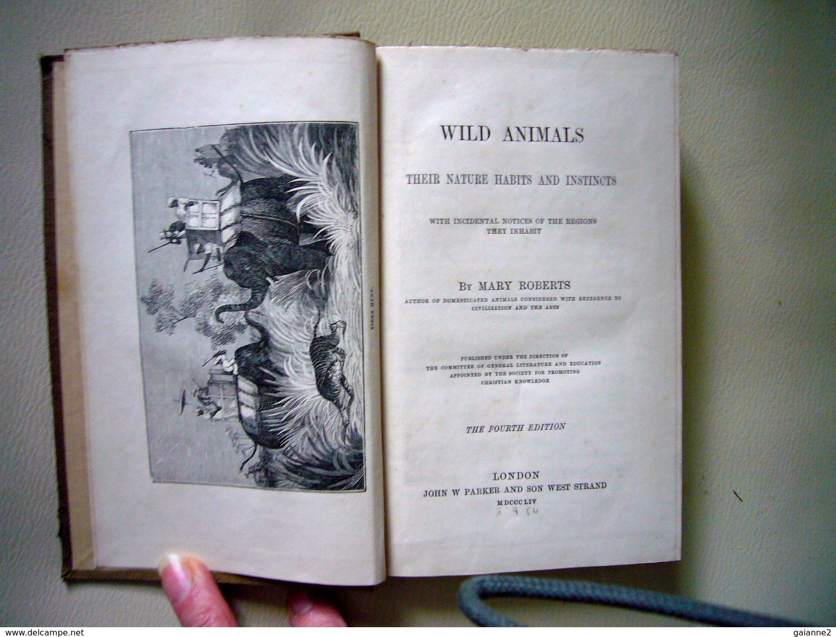Wild Animals 1854 - Wildlife