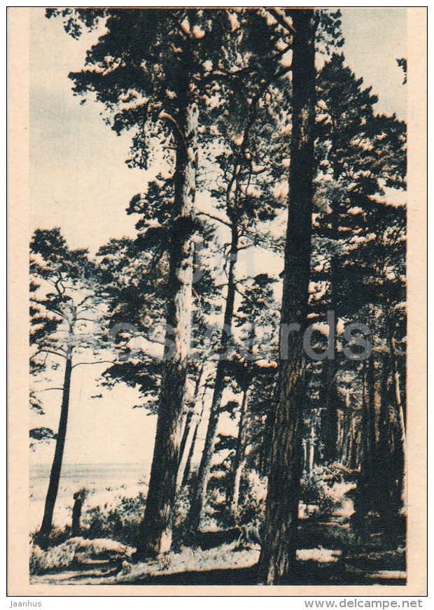 Pine Trees Near Riga - Old Postcard - Latvia USSR - Unused - Lituanie