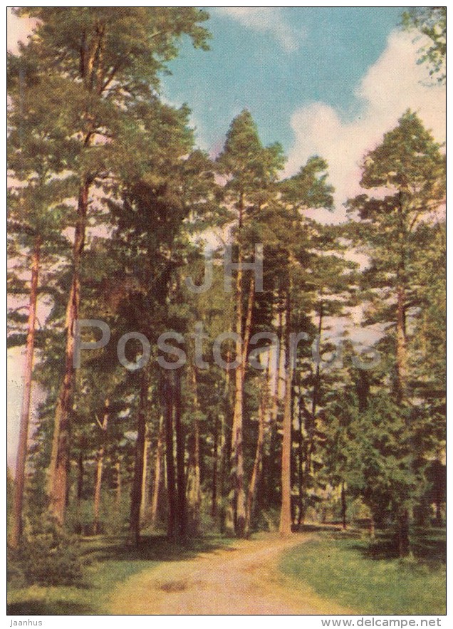 Panemunas Forest - Old Postcard - Lithuania USSR - Unused - Lituanie