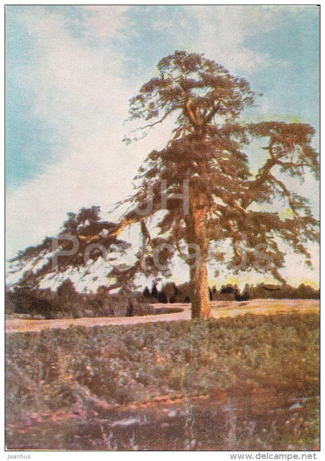 Pine Tree In Kraziu - Old Postcard - Lithuania USSR - Unused - Lituanie