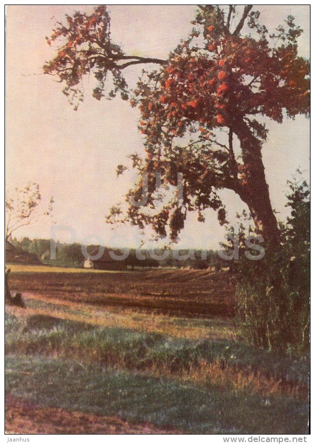 Autumn In Zhimatijo - Old Postcard - Lithuania USSR - Unused - Lituanie