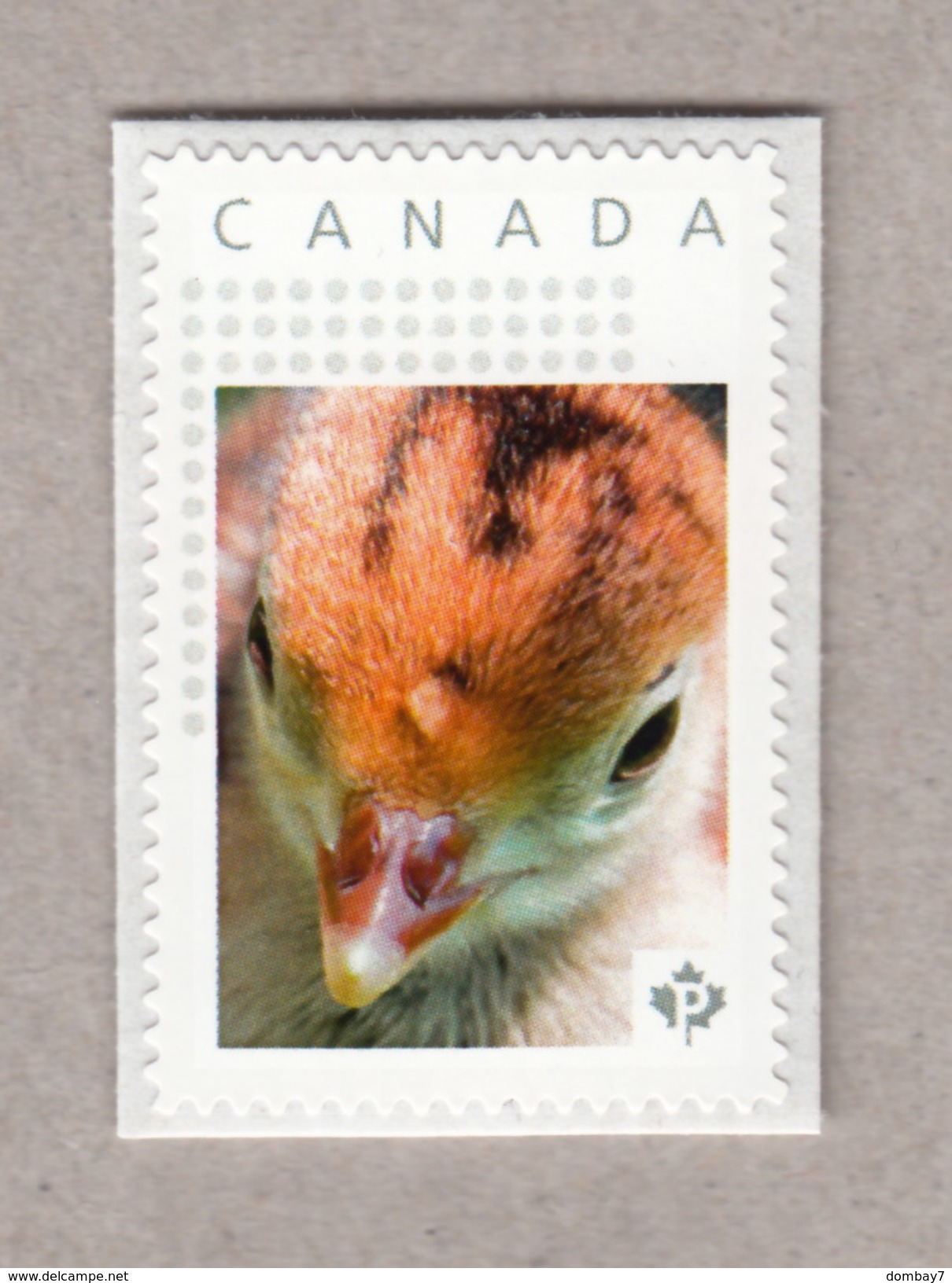 TURKEY CHICK Personalized Postage Stamp MNH Canada 2017 [p17-01bd62] - Ducks