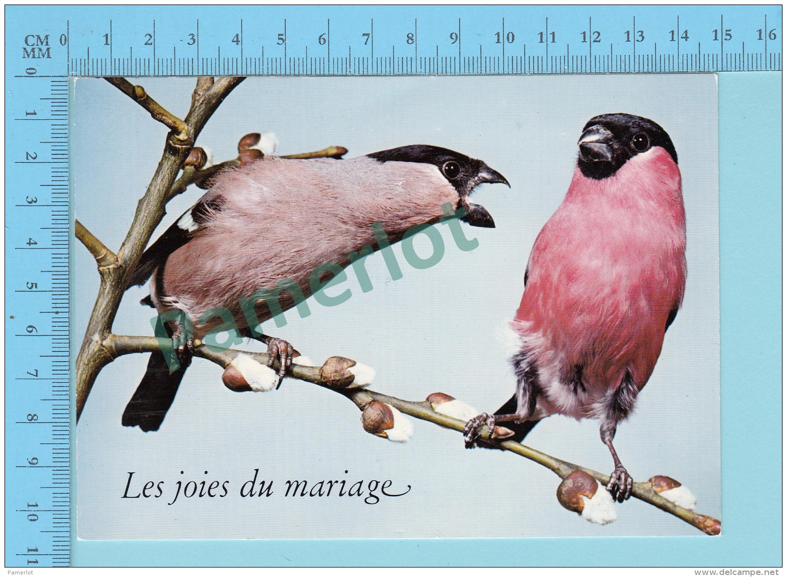 Humour Comic - Les Joies Du Mariage, Oiseaux - 2 Scans - Oiseaux