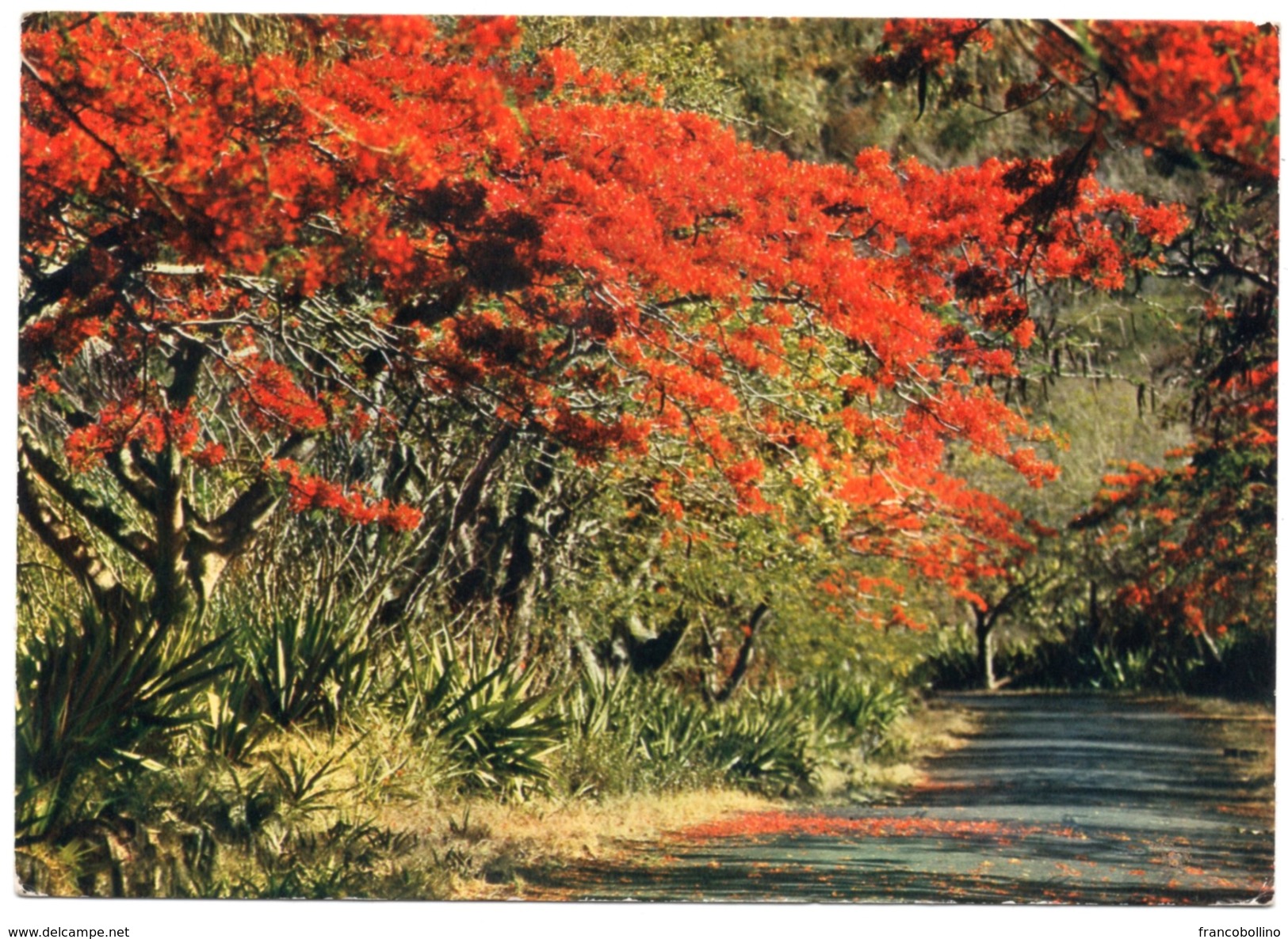 ILE MAURICE/MAURITIUS - CASCADE FEERIQUE DES FLAMBOYANTS EN FLEUR / THEMATIC STAMPS - FISH / CRAB - Mauritius