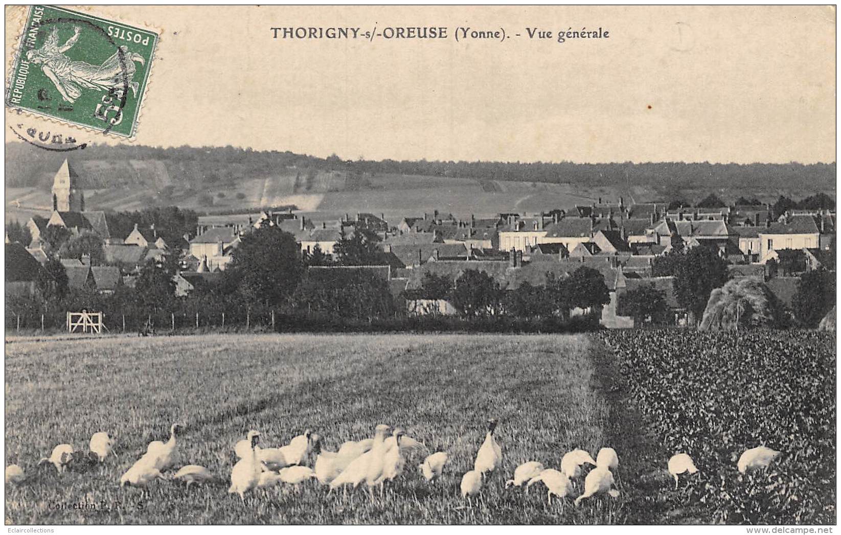 Thorigny Sur Oreuse    89     Vue Générale  - Dindons -  ( Voir Scan) - Other & Unclassified