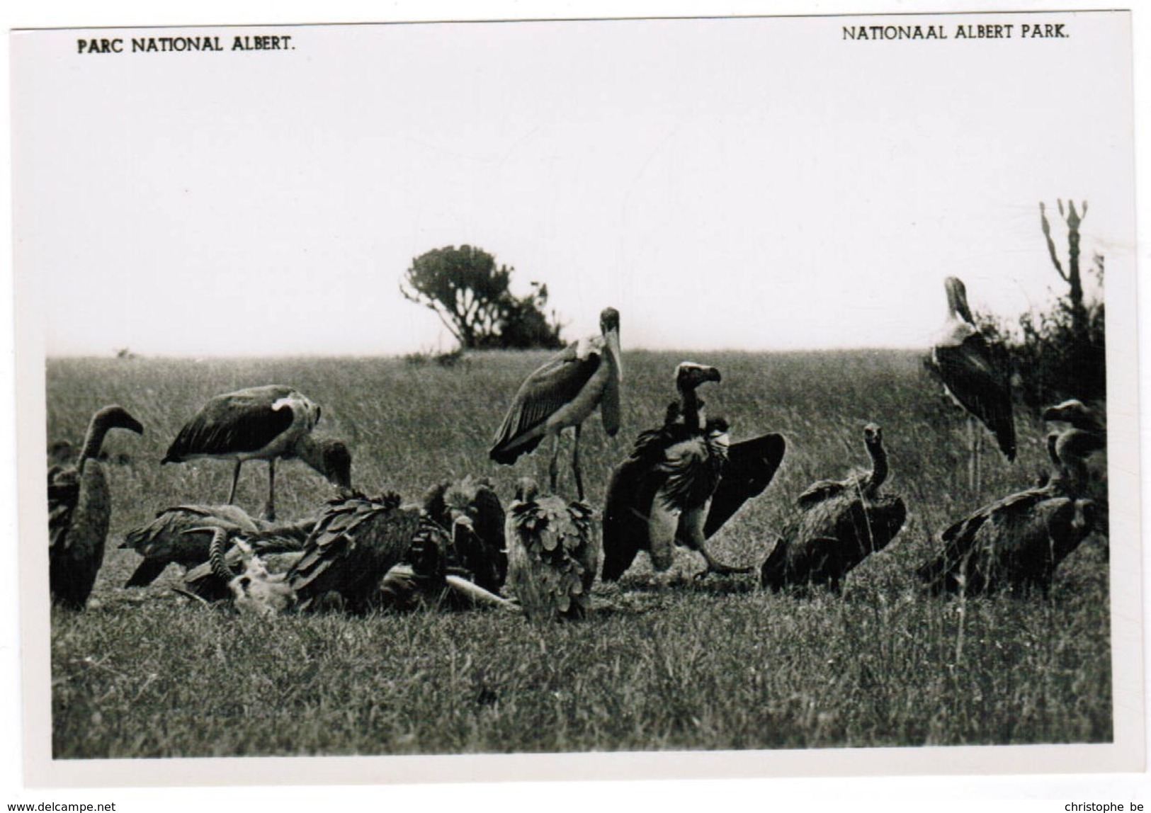 Belgisch Congo Belge, Nationaal Parc National Albert, Vautours Et Marabouts (pk32322) - Belgian Congo