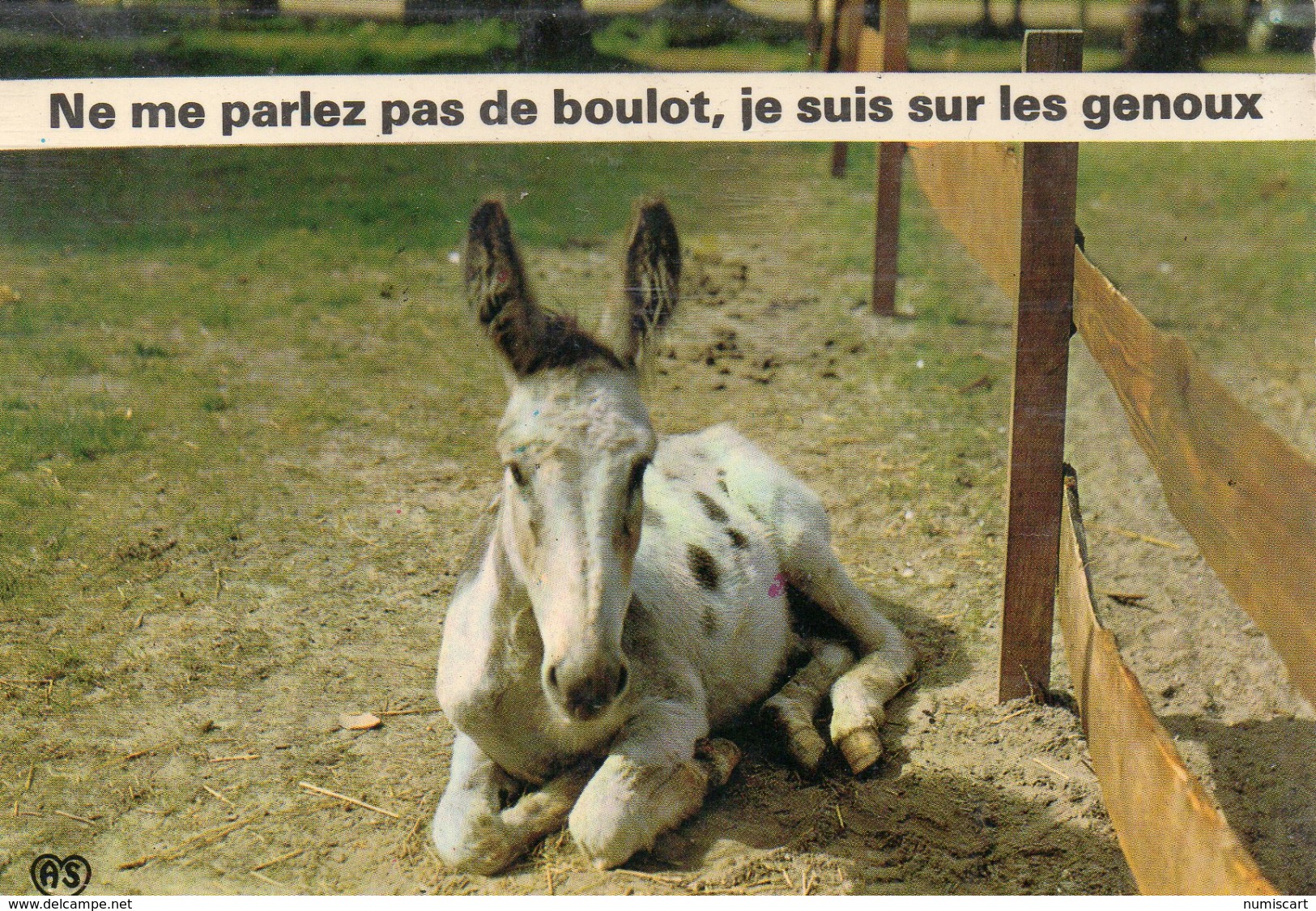 Animaux.. Anes ânes âne ânesse ânon Baudet équidés Humour - Burros