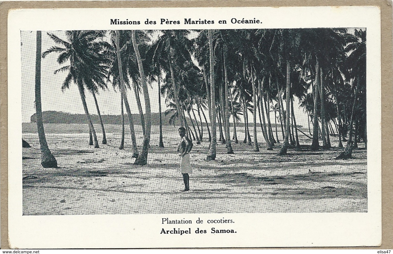 ARCHIPEL  DES  SAMOA   PLANTATION DE COCOTIERS - Samoa