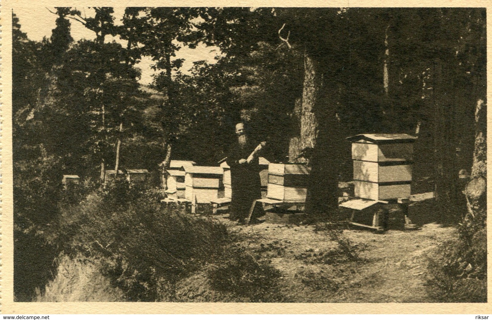 APICULTURE(SAINTE MARIE DE LA PIERRE QUI VIRE) ABEILLE - Autres & Non Classés