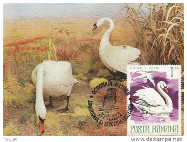 BIRDS, WHITE SWAN, CM, MAXICARD, CARTES MAXIMUM, 1978, ROMANIA - Schwäne