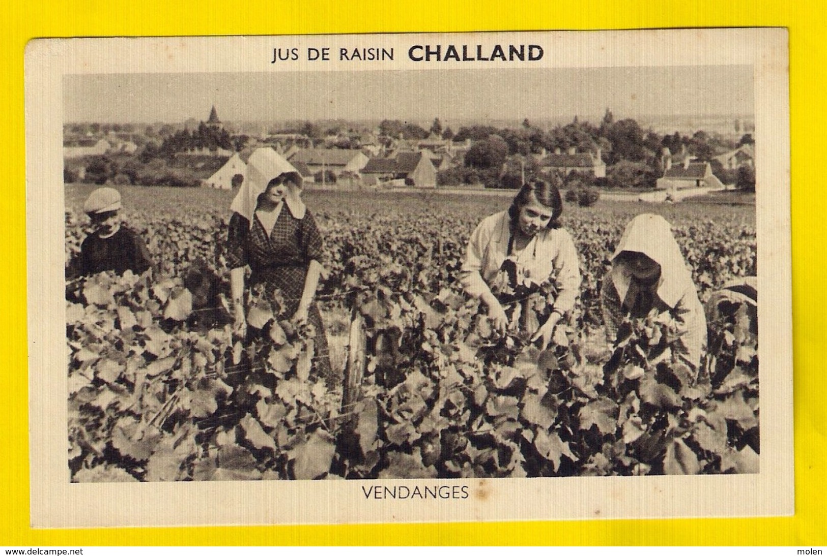 VENDANGES JUS DE RAISIN CHALLAND VIGNE CÔTE OR NUITS SAINT GEORGES VENDANGE VIGNES VIN TASTEVIN WIJN VINE REBE VITE 3350 - Vignes