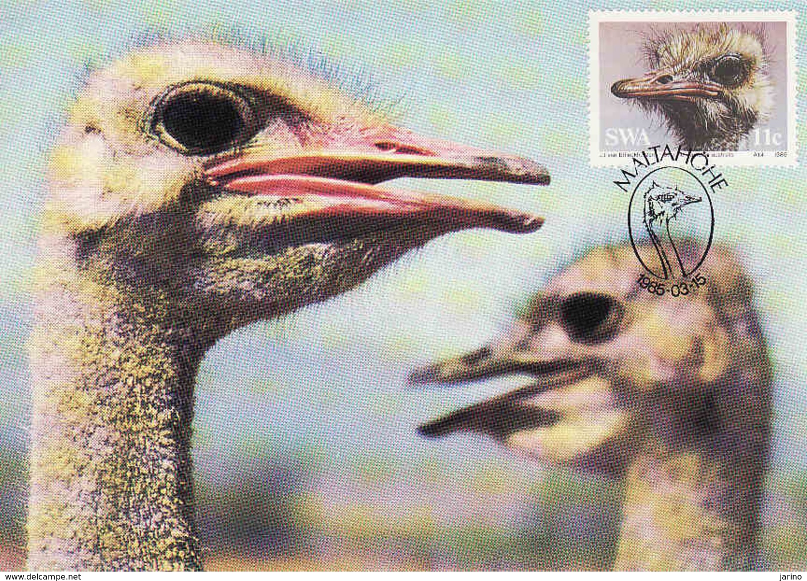 South Africa, Maximum Card 1985, The Ostrich, Strauss, Volstruis, Mint - Autres & Non Classés