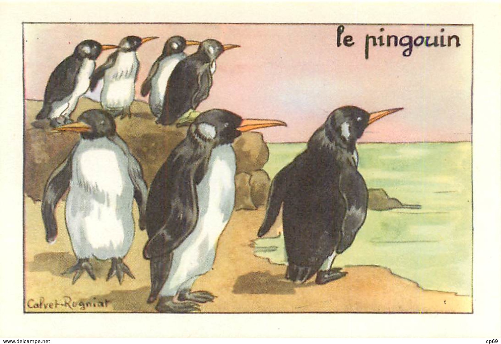 Image Illustrateur Calvet-Rogniat - Série Sur Les Oiseaux - Le Pingouin - Série A - Texte Au Dos - Autres & Non Classés