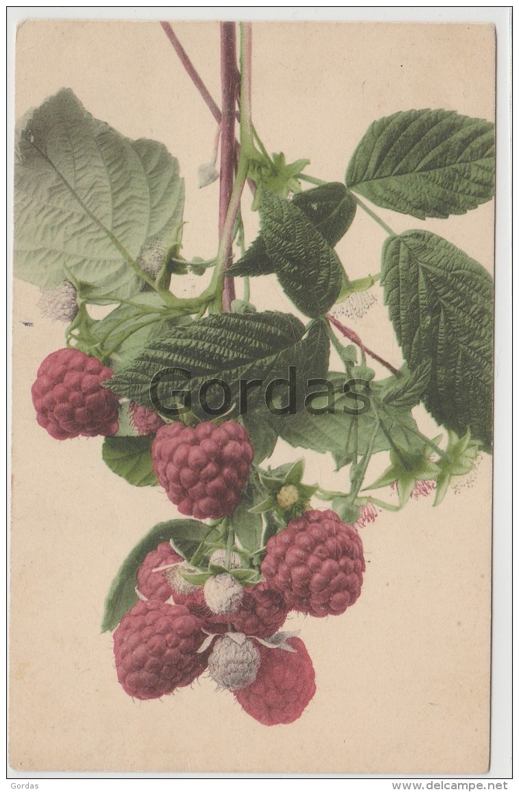 Raspberry - Plantes Médicinales