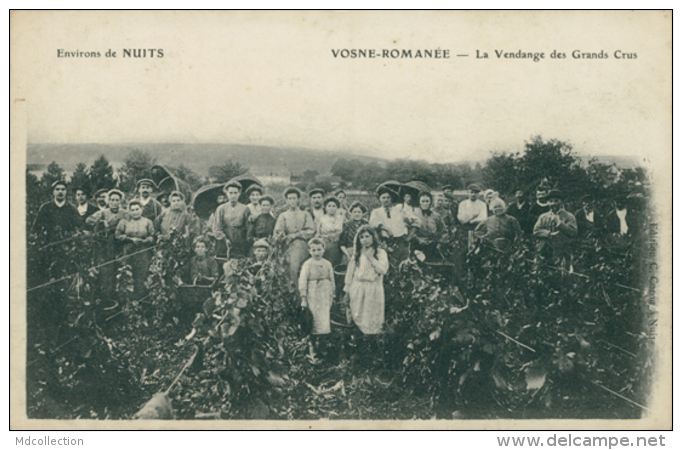 21 VOSNE ROMANEE / La Vendange Des Grands Crus / TOP BELLE CARTE RARE VENDANGE - Autres & Non Classés