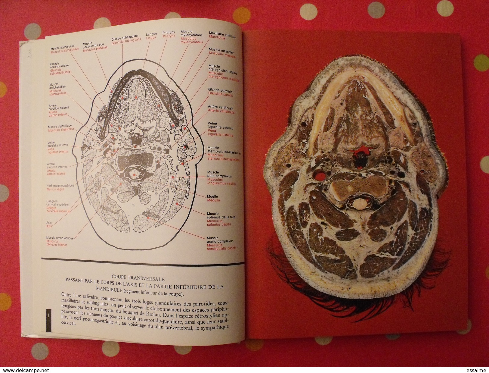 Atlas Anatomique Sandoz. Tête,cou,tronc,membres. 1971. Superbes Photos De Coupes Anatomiques - Santé