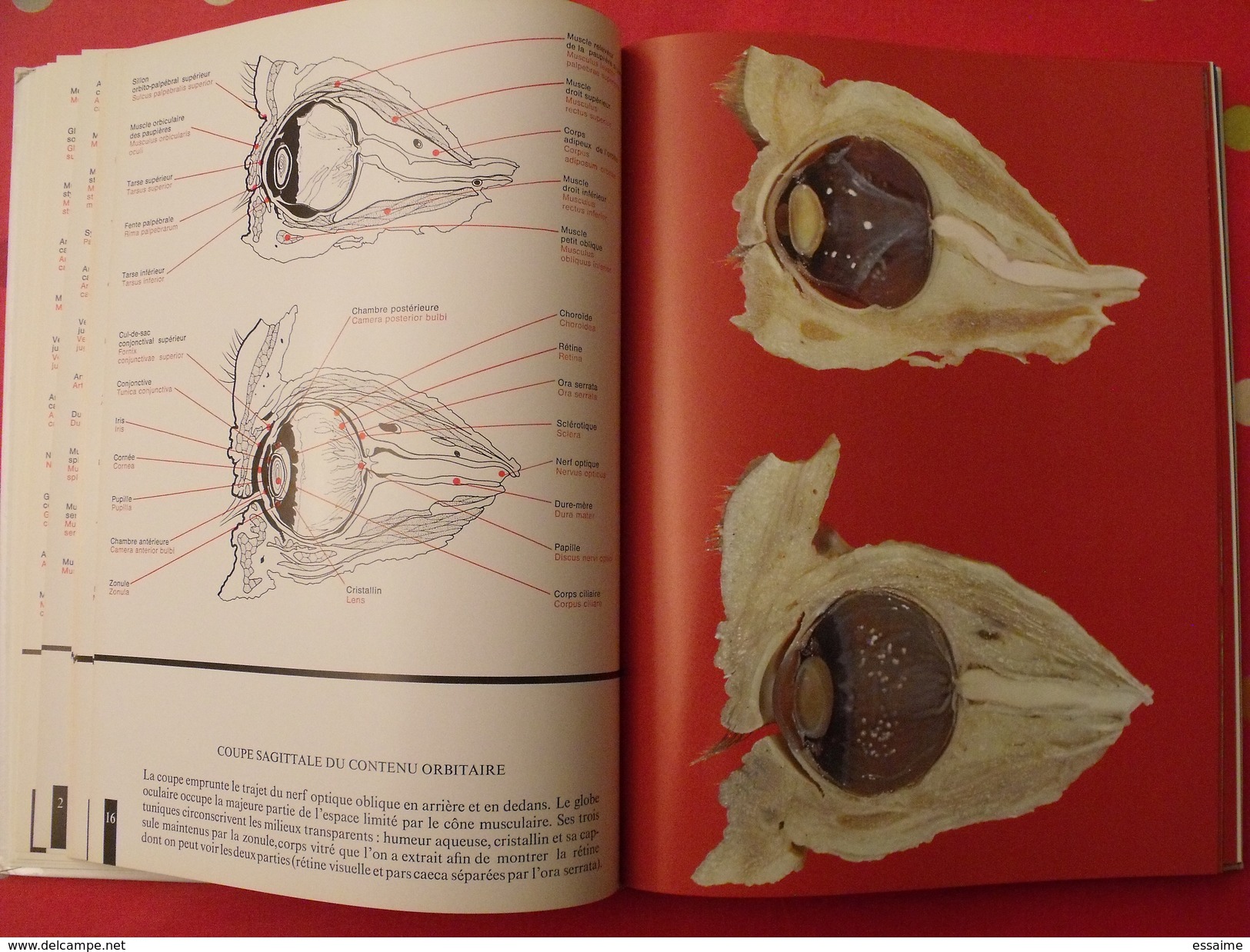 Atlas anatomique Sandoz. tête,cou,tronc,membres. 1971. superbes photos de coupes anatomiques