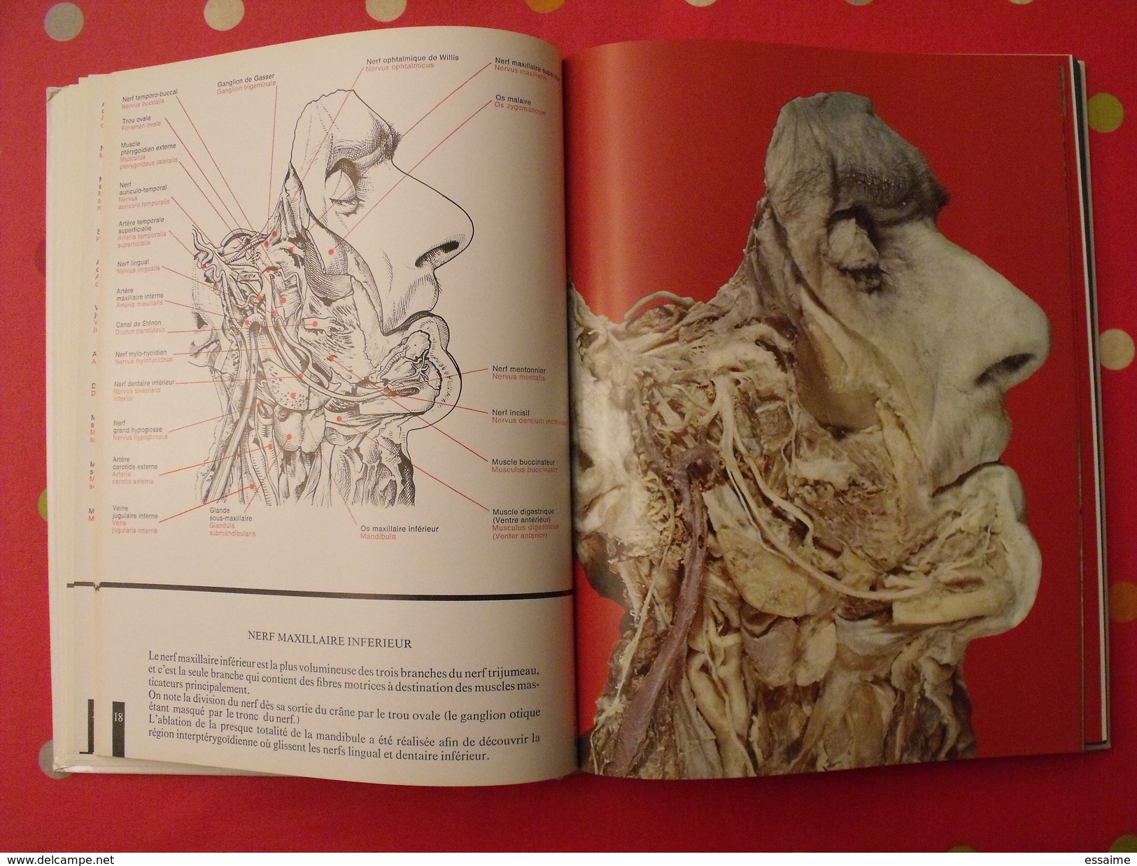 Atlas anatomique Sandoz. tête,cou,tronc,membres. 1971. superbes photos de coupes anatomiques