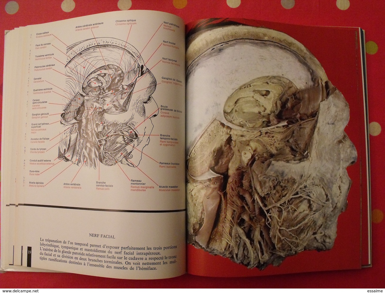 Atlas anatomique Sandoz. tête,cou,tronc,membres. 1971. superbes photos de coupes anatomiques