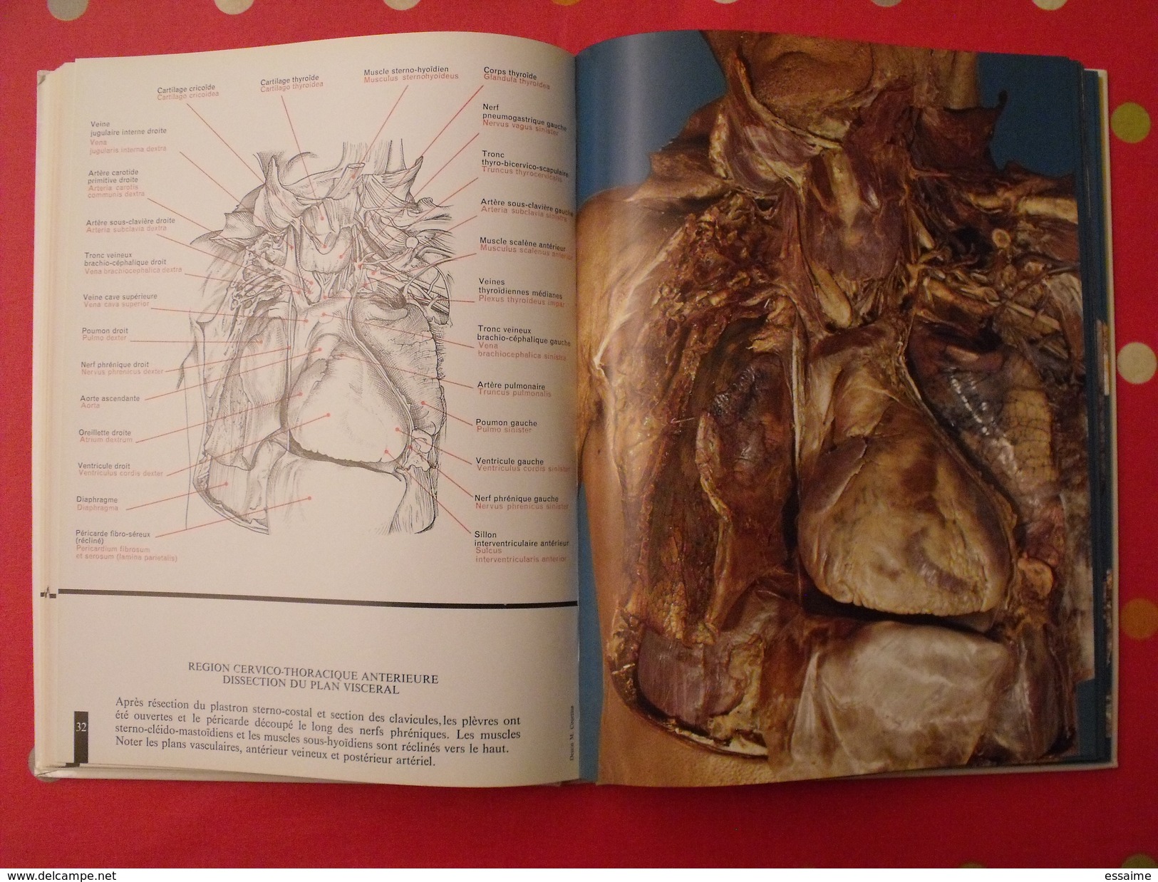 Atlas anatomique Sandoz. tête,cou,tronc,membres. 1971. superbes photos de coupes anatomiques