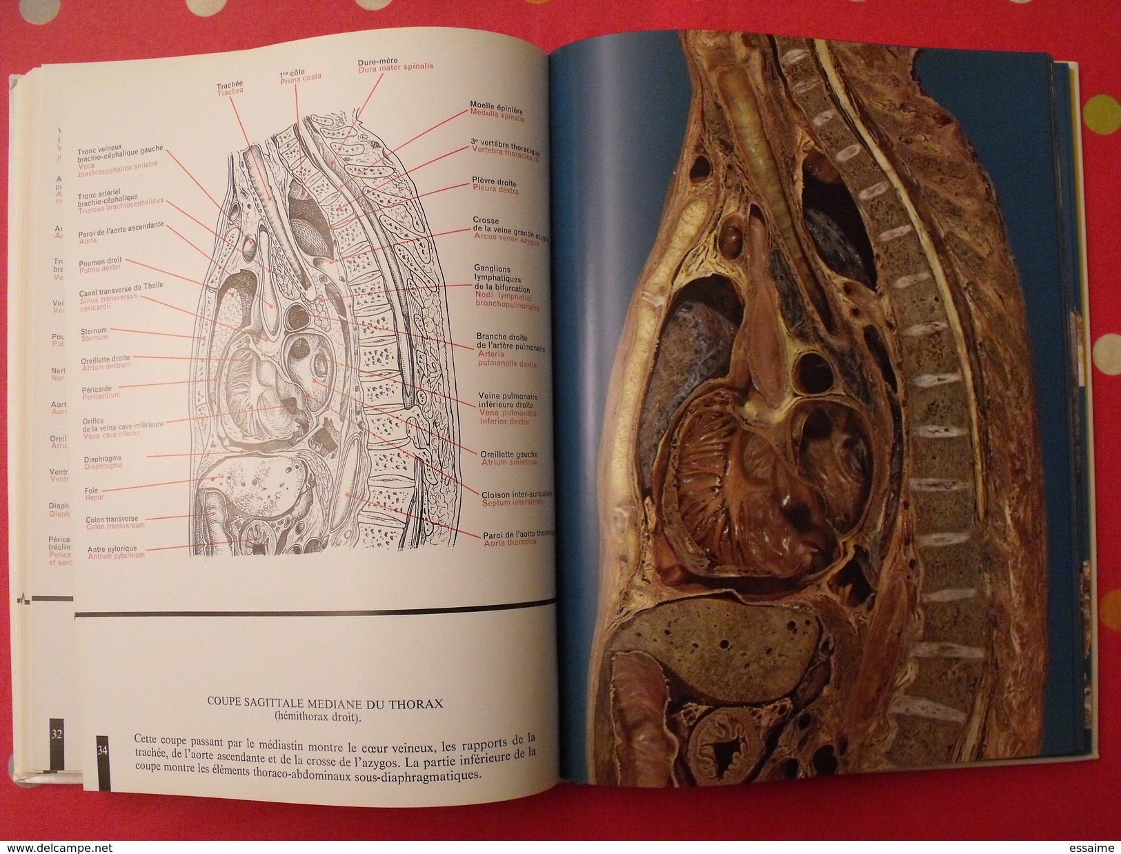 Atlas anatomique Sandoz. tête,cou,tronc,membres. 1971. superbes photos de coupes anatomiques
