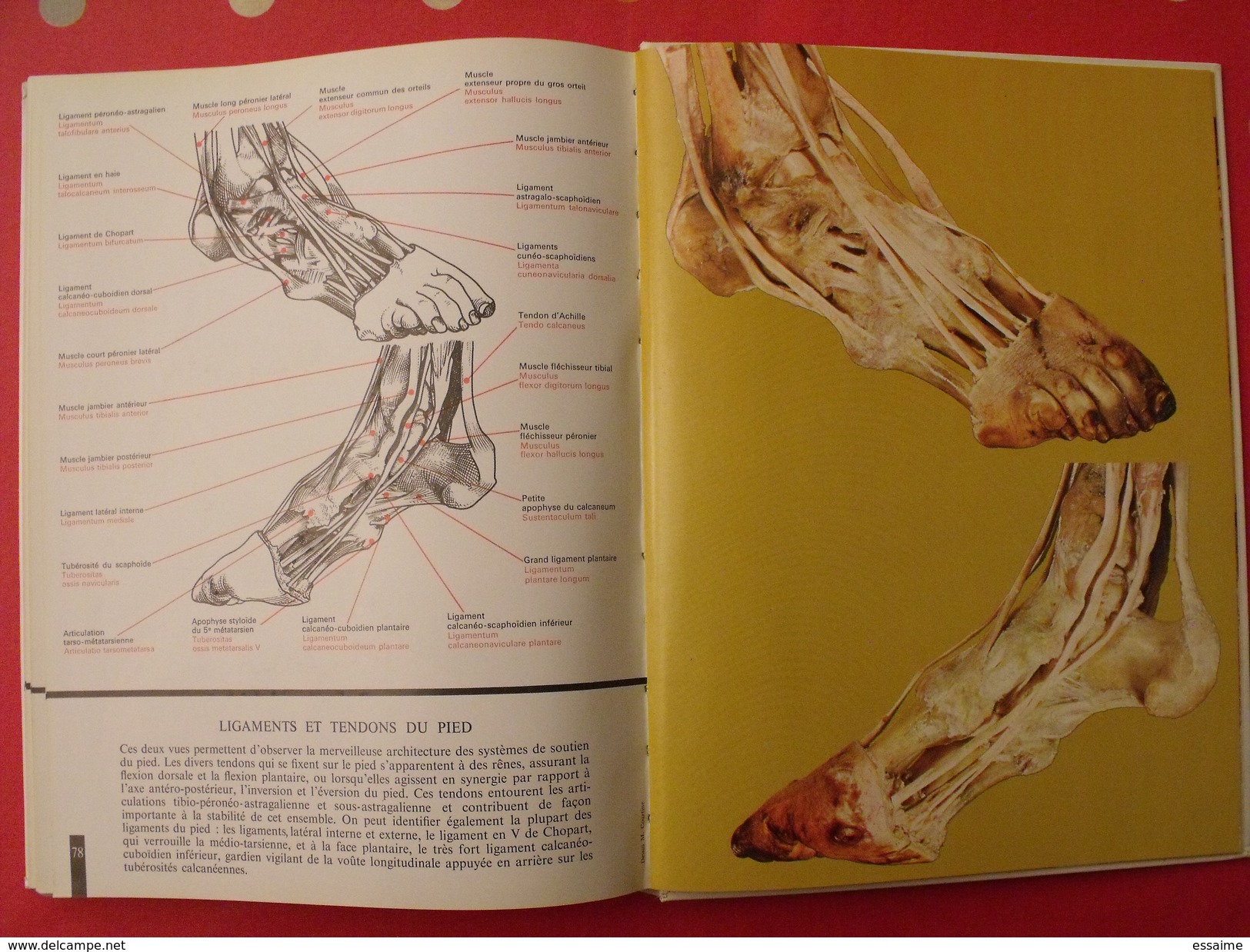 Atlas anatomique Sandoz. tête,cou,tronc,membres. 1971. superbes photos de coupes anatomiques