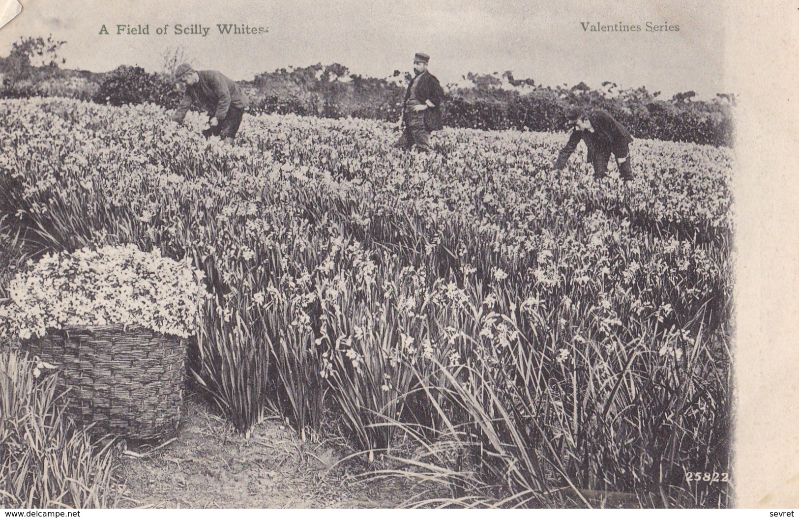 SCILLY ISLES. - A Field Of Scilly Whites . Cliché Rare - Scilly Isles