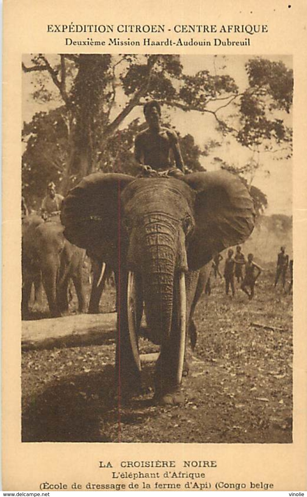 A-17-1490 : EXPEDITION AUTOMOBILES CITROËN. LA CROISIERE NOIRE. ELEPHANT D AFRIQUE  DRESSE FERME D API - Congo Belge