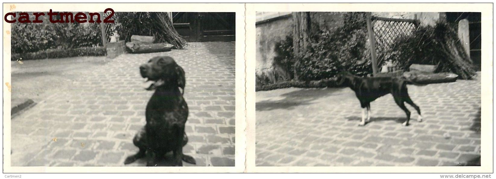 2 PHOTO ANCIENNES : COMPIEGNE CHIENS DE CHASSE CHASSEUR 60 OISE - Compiegne