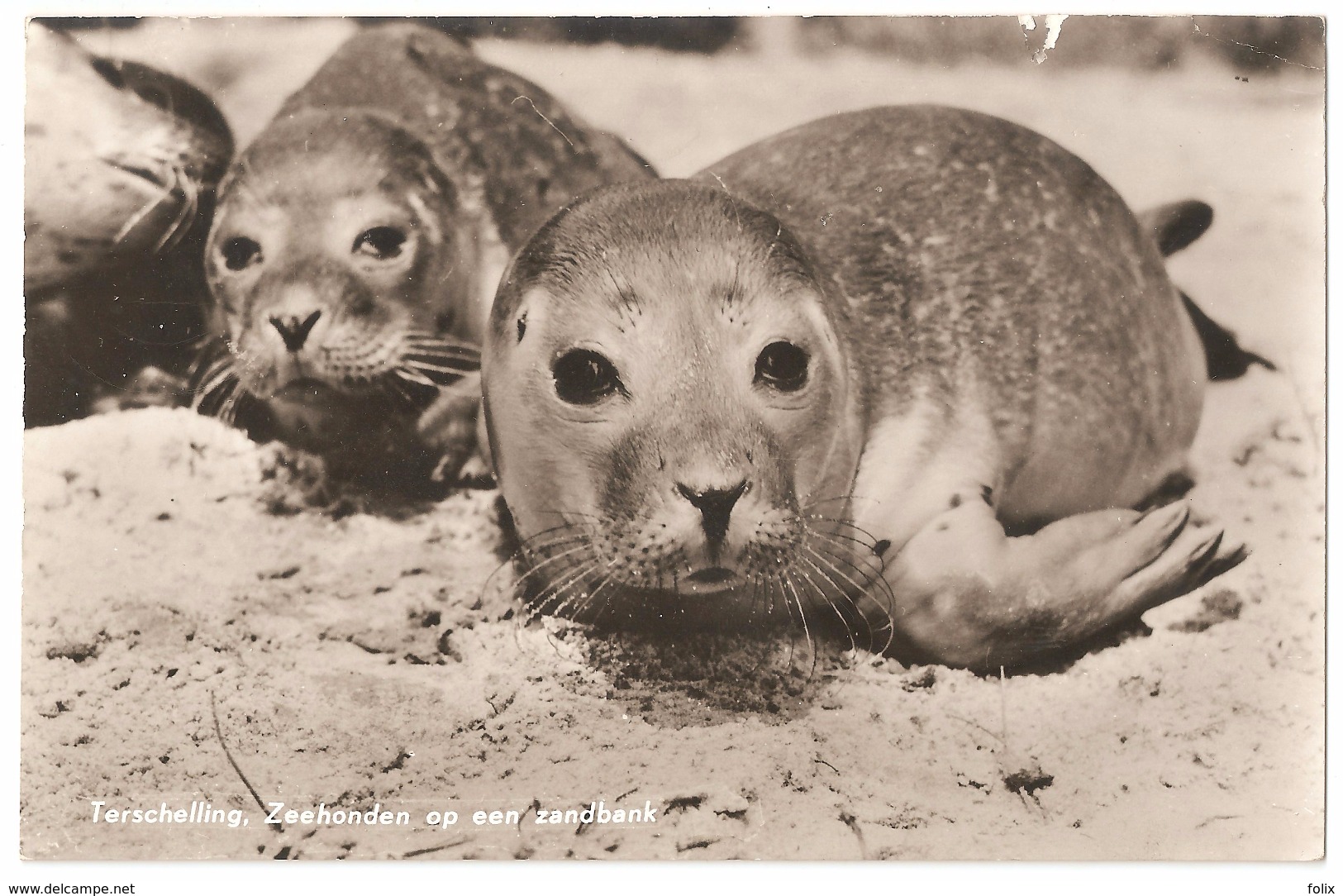 Terschelling - Zeehonden Op Een Zandbank - Terschelling