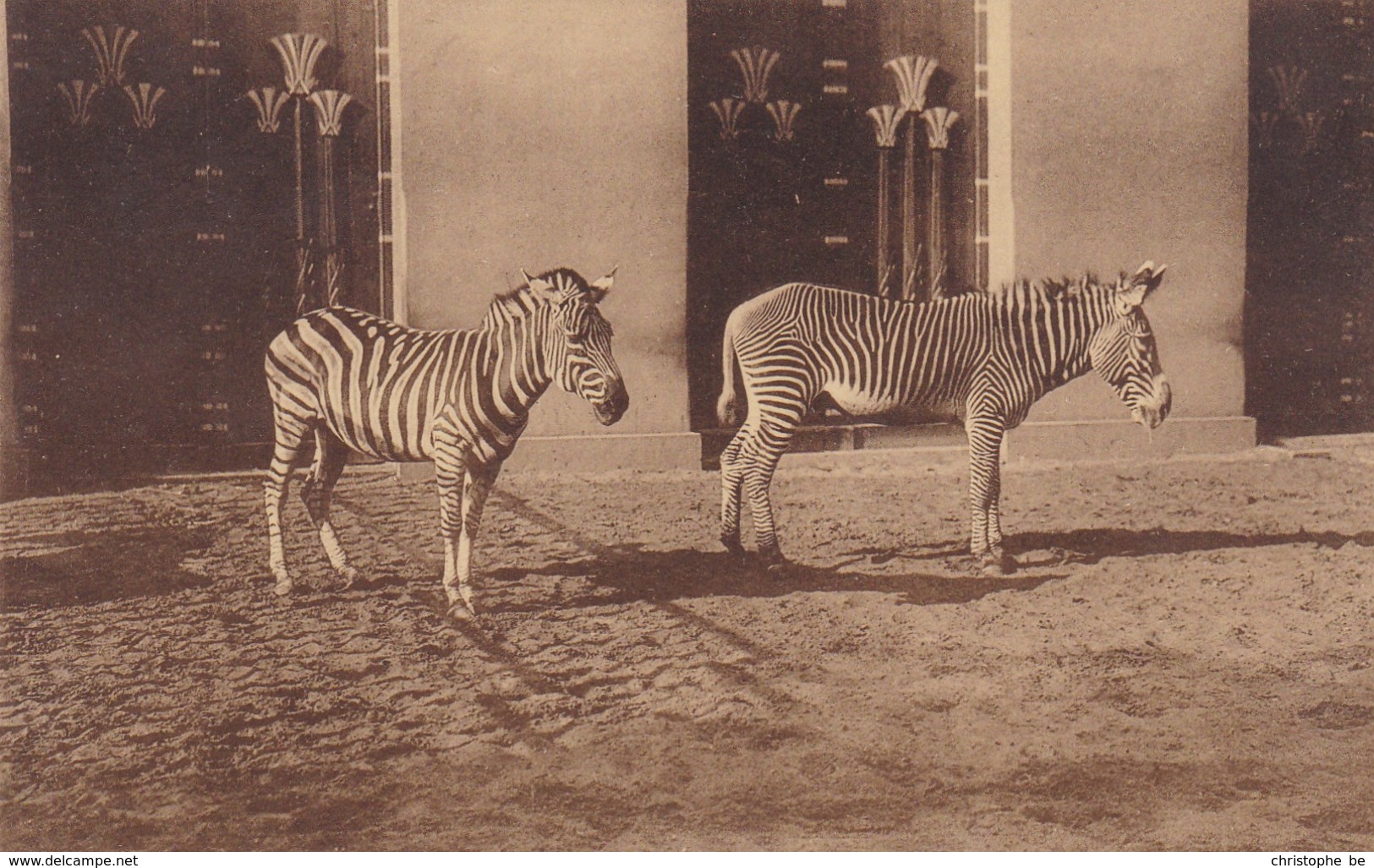 Antwerpen, Anvers, Dierentuin, Grevy's En Grant's Zebras (pk33068) - Antwerpen