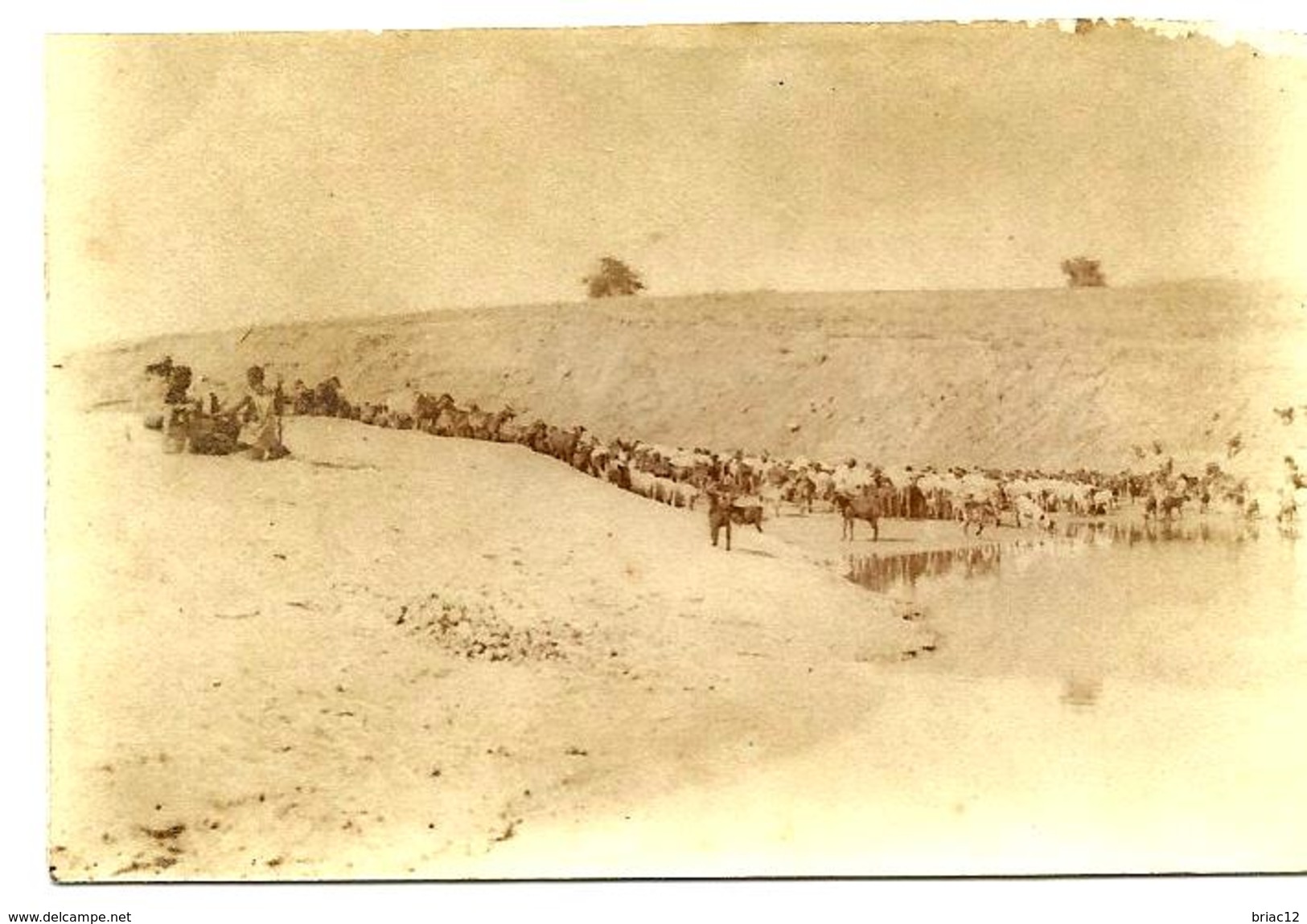 NIGER - Goulbi Maradi "Bergers Peulhs Et Leurs Troupeaux", Photo Originale - Africa