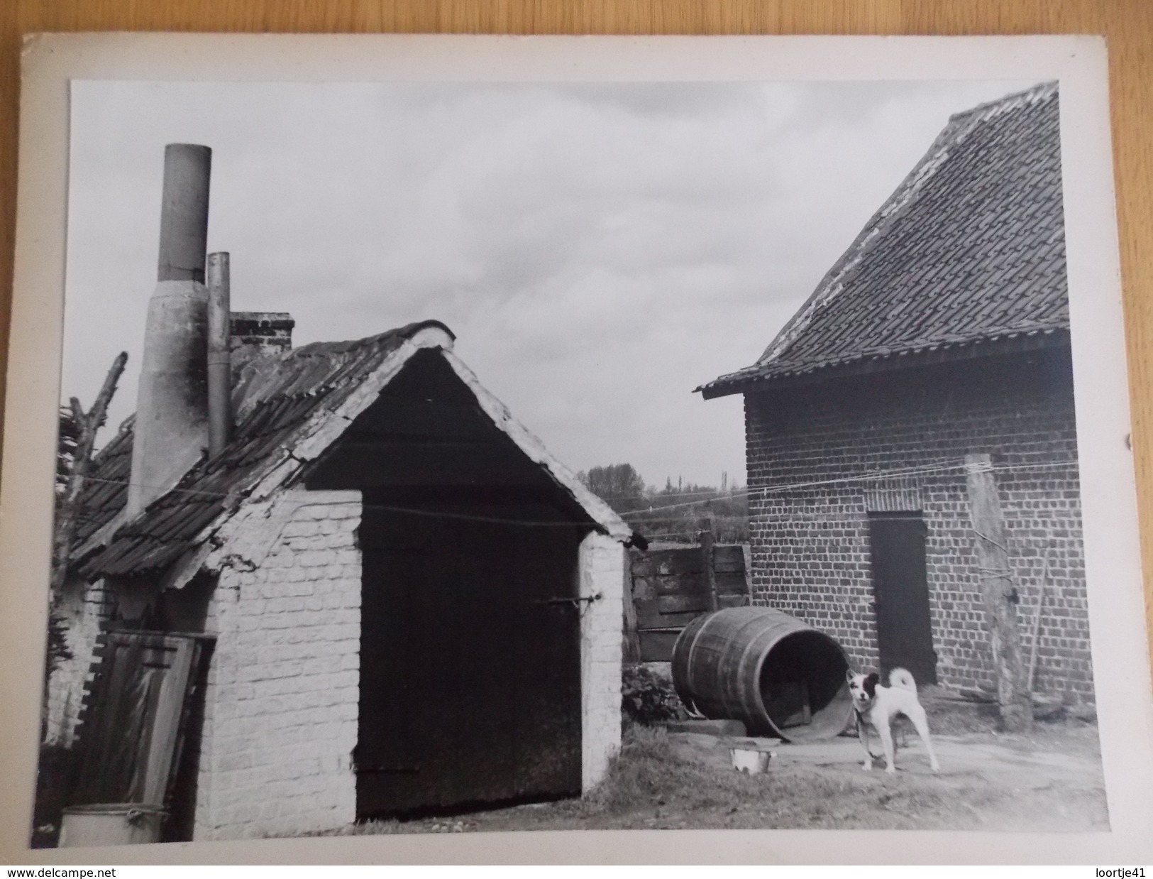 Foto - Photo - Boerenhof - Schuurtje Met Hond - Hoeve Bosstraat Gentbrugge - Autres & Non Classés