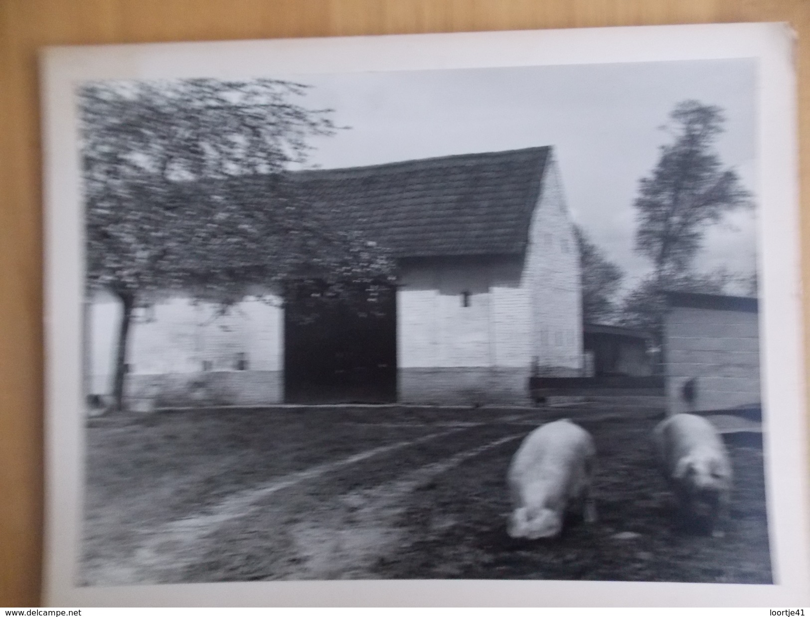 Foto - Photo - Boerenhof - Schuur Met Varkens - Hoeve Bosstraat N° 169 Te Gentbrugge - Autres & Non Classés