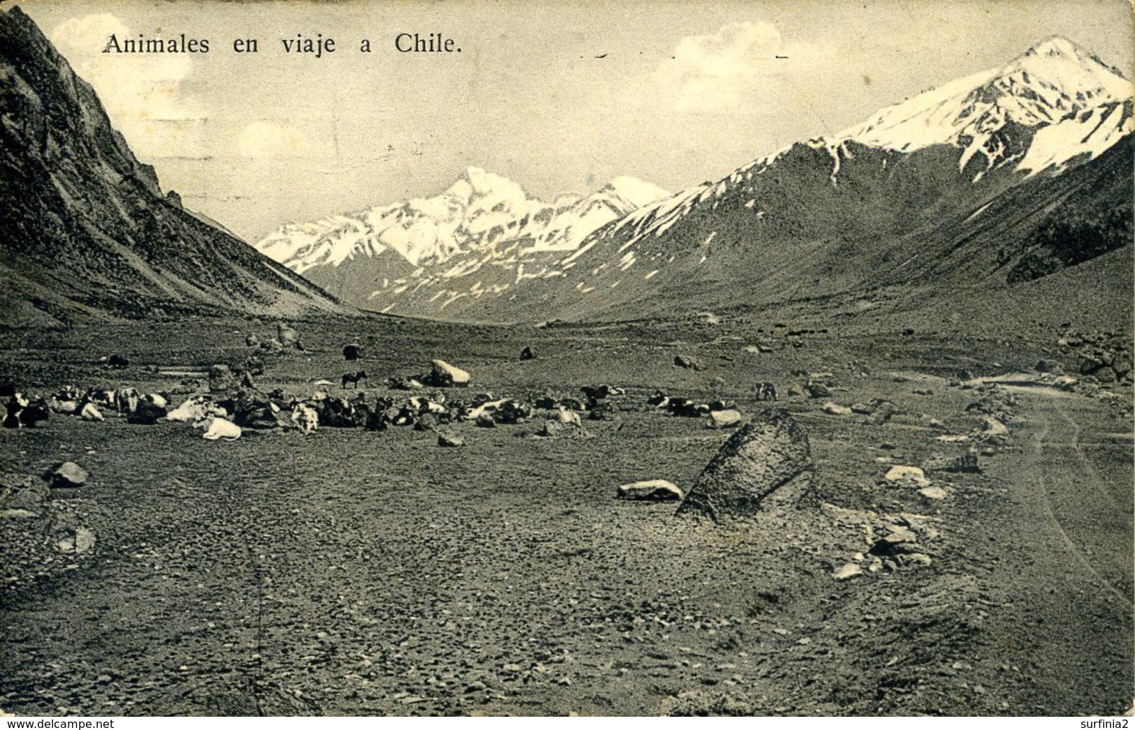 ARGENTINA - ANIMALES EN VIAJE A CHILE 1911 Arg80 - Argentina