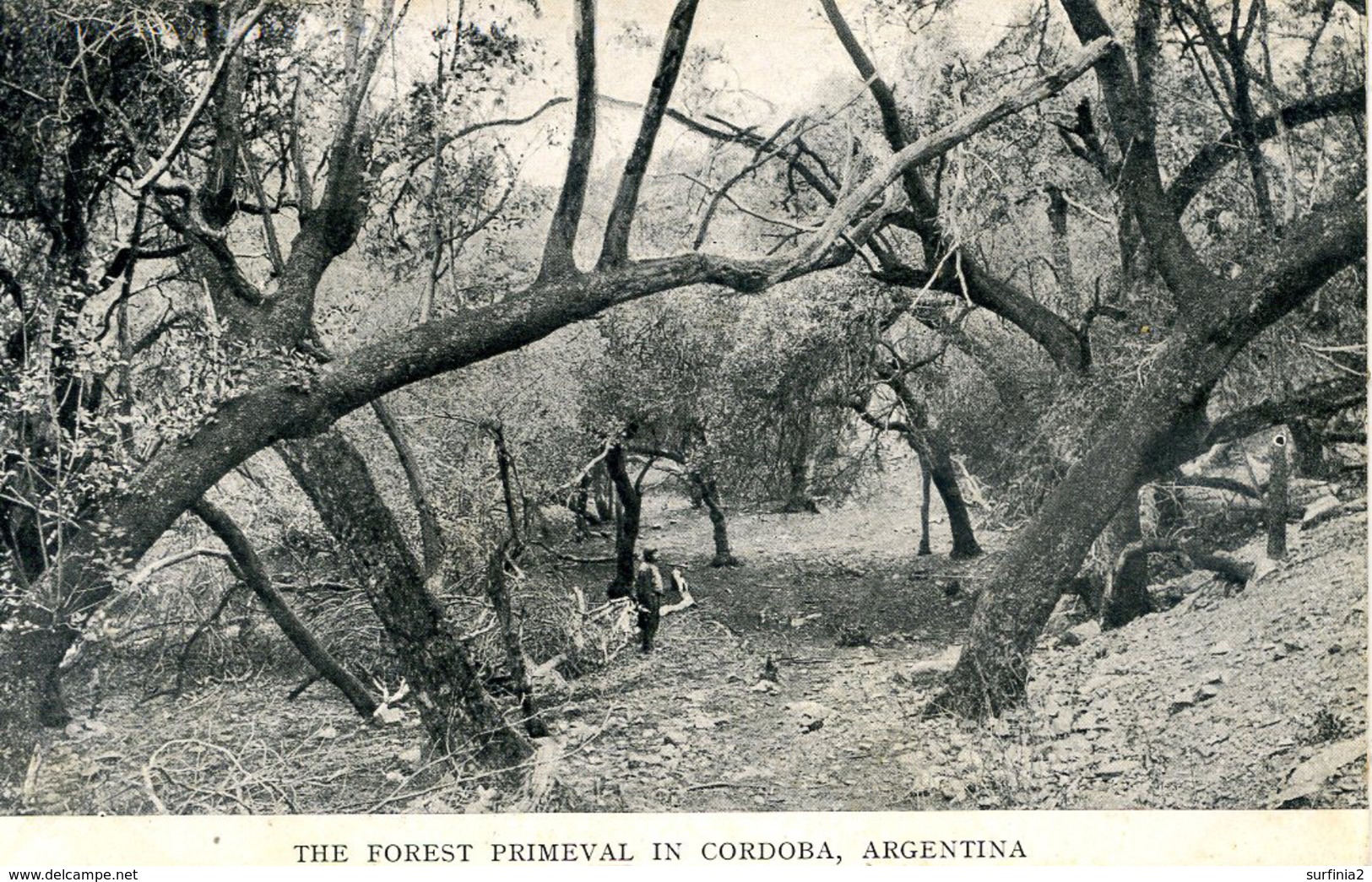 ARGENTINA - THE FOREST PRIMEVAL IN CORDOBA  Arg86 - Argentina